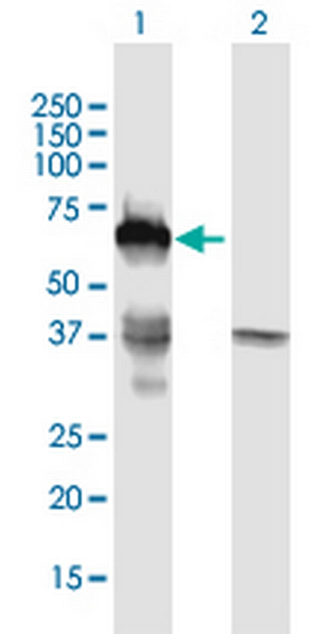 SMAD6 Antibody in Western Blot (WB)