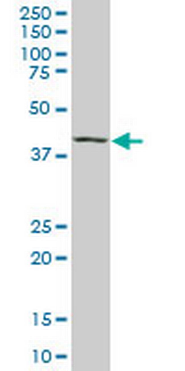 MAF Antibody in Western Blot (WB)