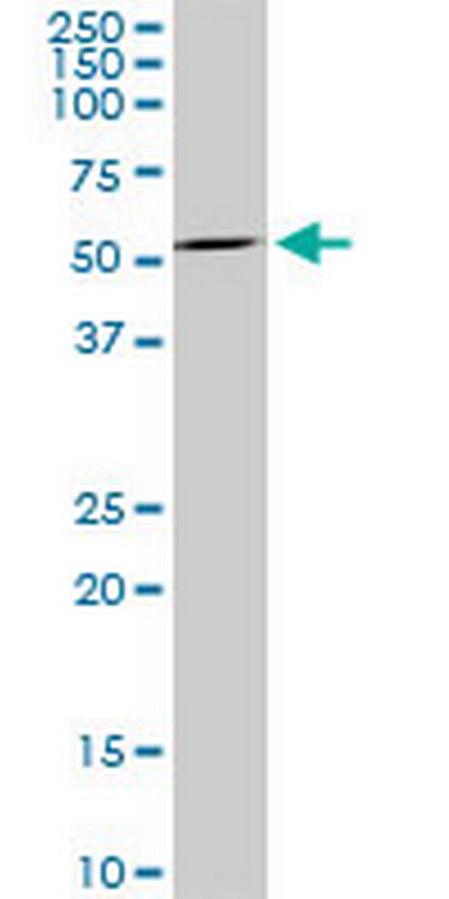 MAG Antibody in Western Blot (WB)