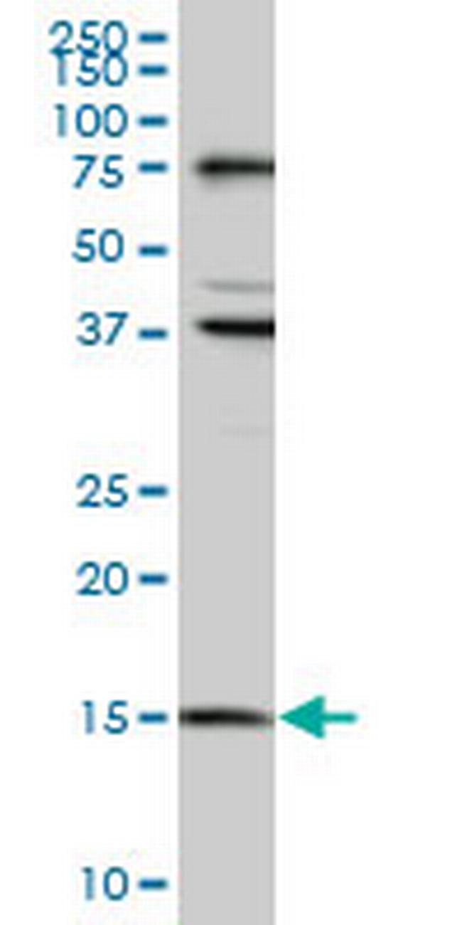 MAGOH Antibody in Western Blot (WB)