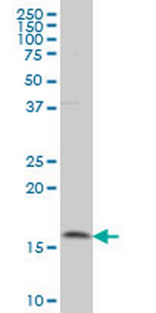 MAGOH Antibody in Western Blot (WB)