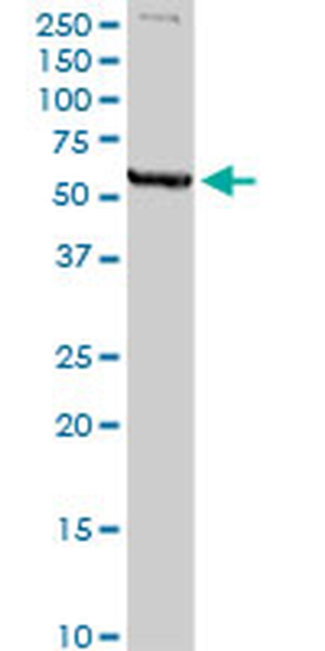 MAOA Antibody in Western Blot (WB)