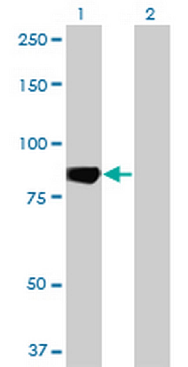 MARK3 Antibody in Western Blot (WB)