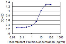 MBNL1 Antibody in ELISA (ELISA)