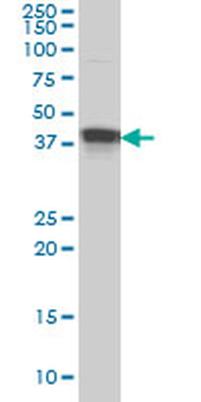 MBNL1 Antibody in Western Blot (WB)