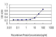 MBNL1 Antibody in ELISA (ELISA)