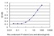 MECP2 Antibody in ELISA (ELISA)