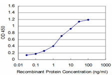 MECP2 Antibody in ELISA (ELISA)