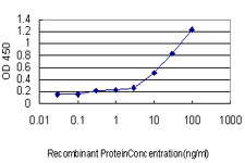 MEF2A Antibody in ELISA (ELISA)