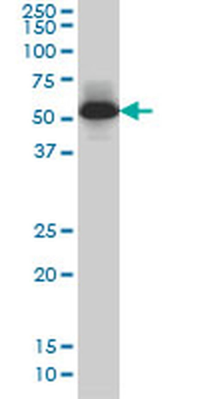 MEF2A Antibody in Western Blot (WB)