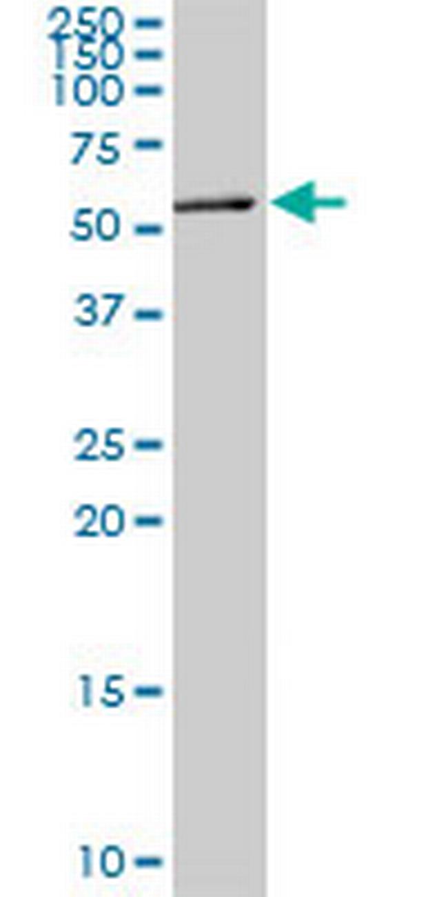 MEF2A Antibody in Western Blot (WB)