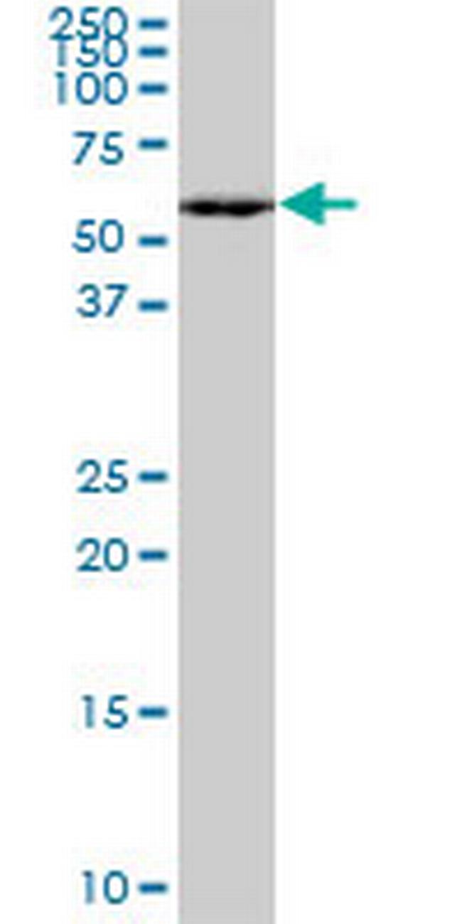 MEF2A Antibody in Western Blot (WB)