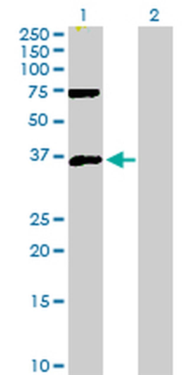 MEOX2 Antibody in Western Blot (WB)