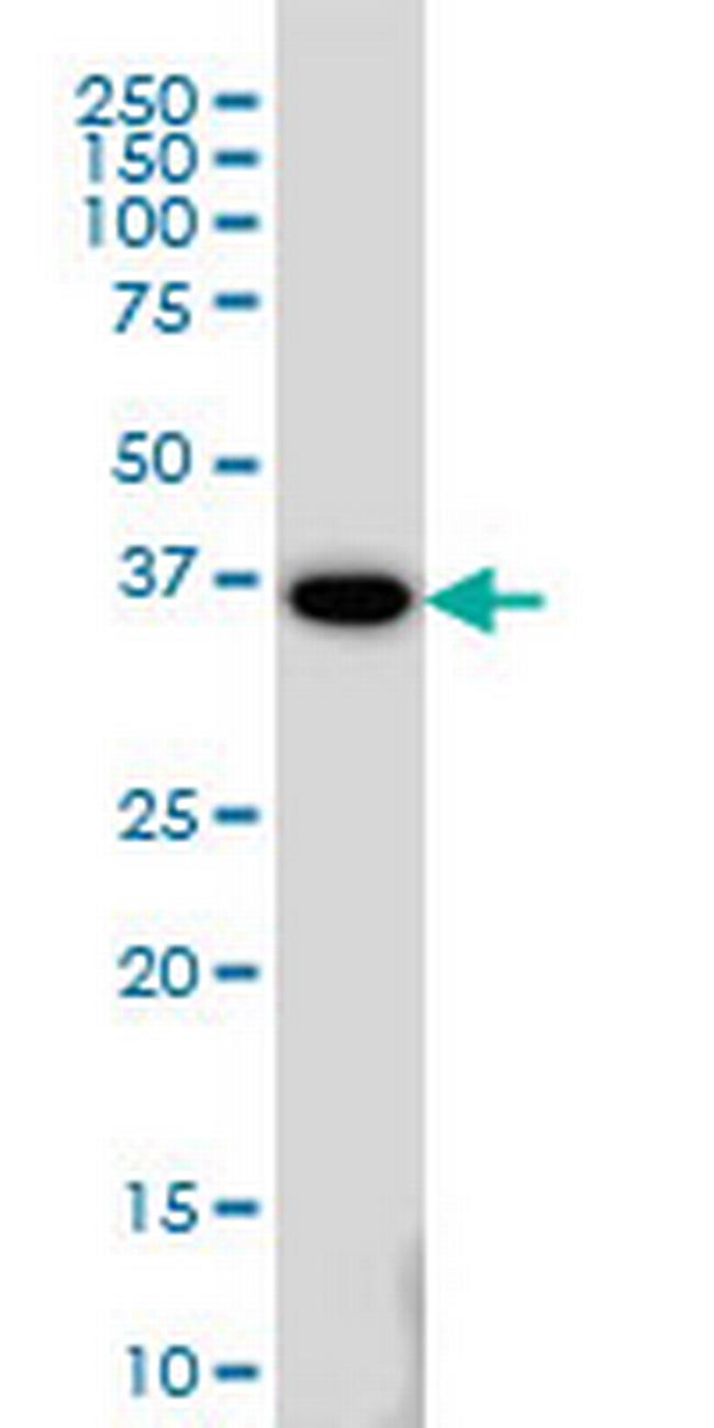 MEOX2 Antibody in Western Blot (WB)