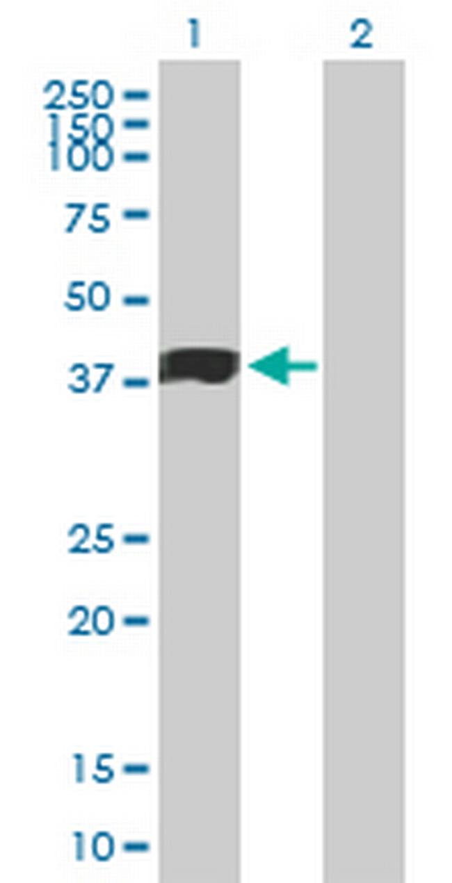 MFGE8 Antibody in Western Blot (WB)