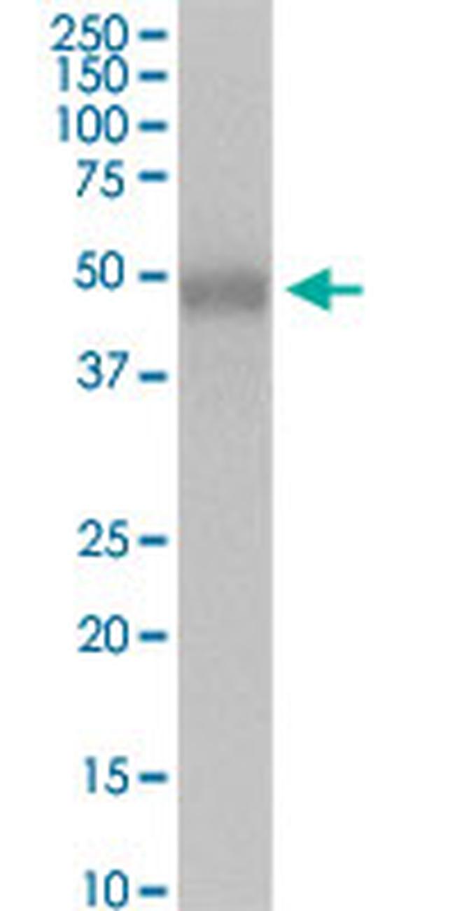 MFGE8 Antibody in Western Blot (WB)