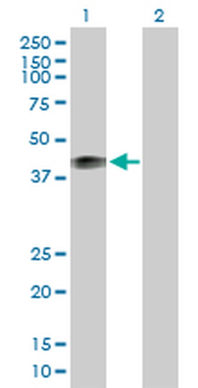 MFGE8 Antibody in Western Blot (WB)