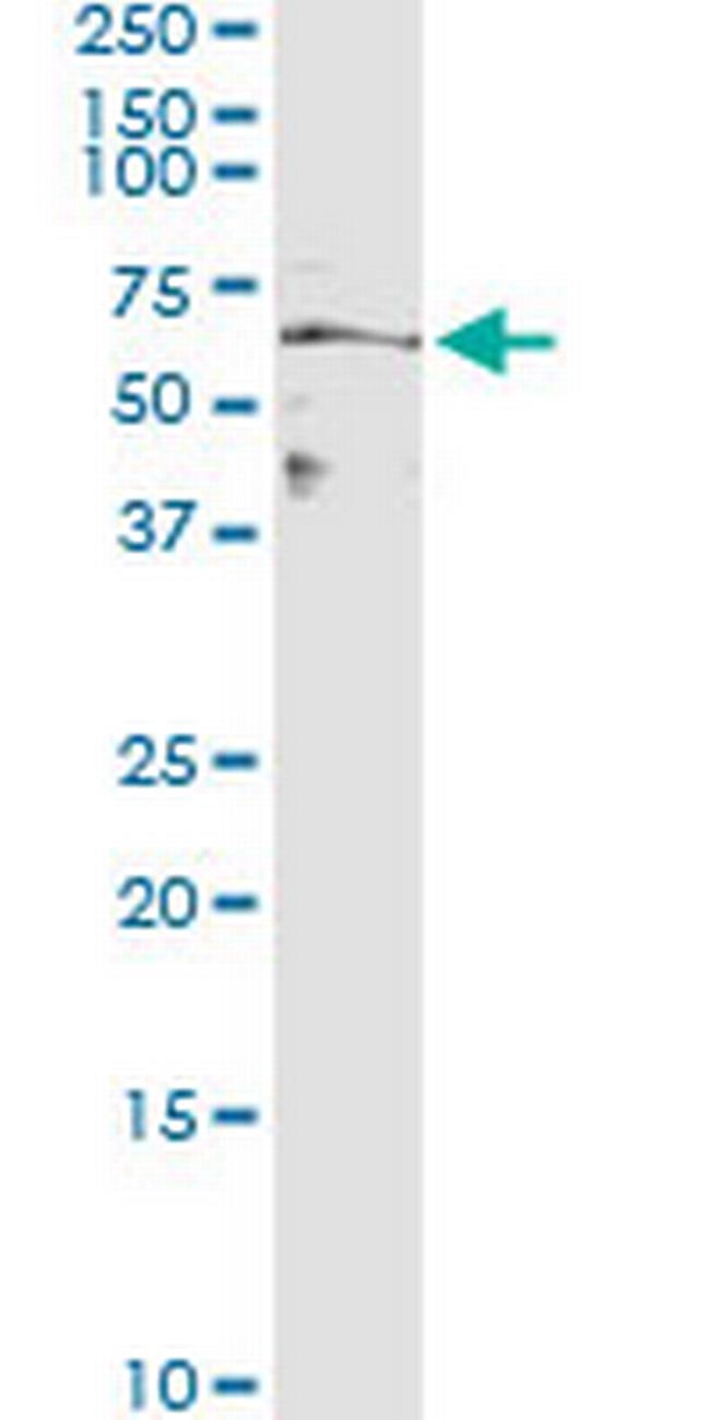 MFGE8 Antibody in Immunoprecipitation (IP)