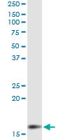 MGST2 Antibody in Immunoprecipitation (IP)