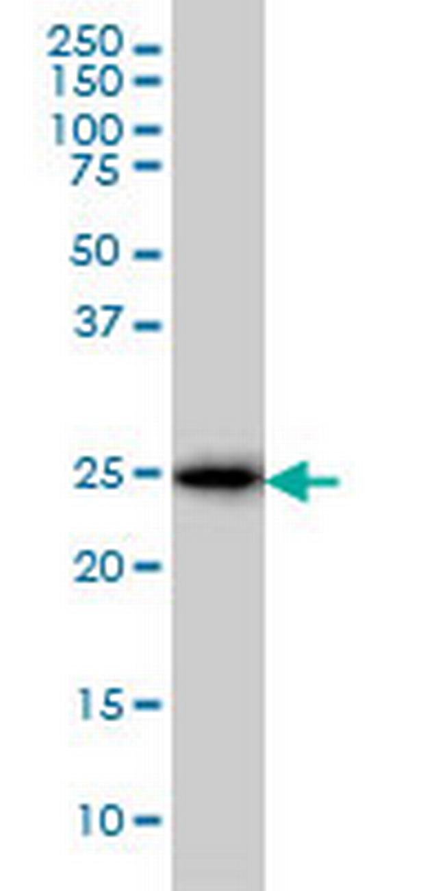 CD99 Antibody in Western Blot (WB)