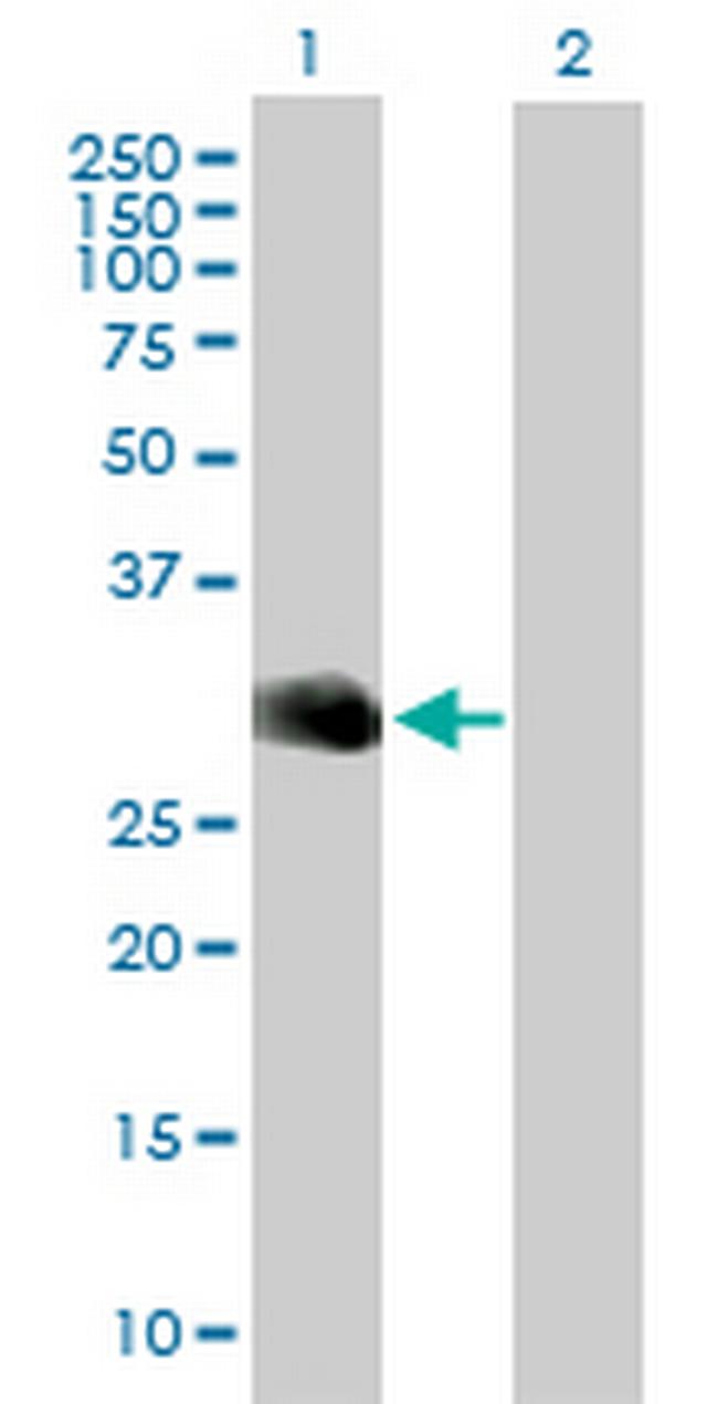 MOG Antibody in Western Blot (WB)