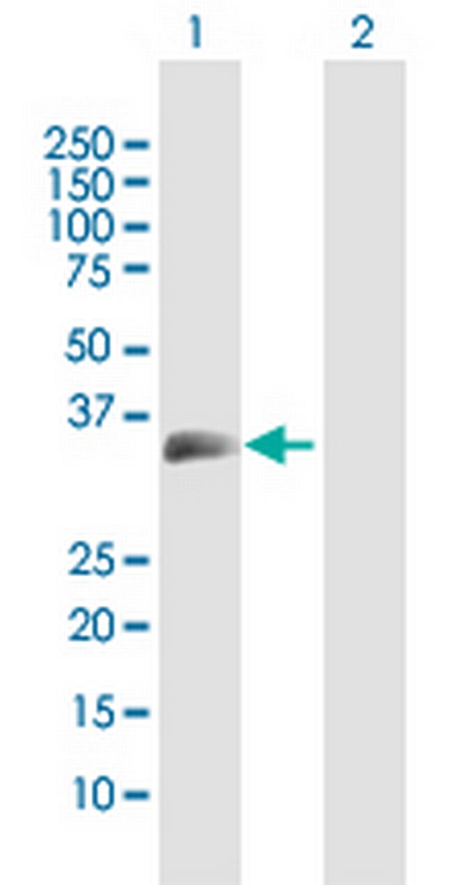 MOG Antibody in Western Blot (WB)