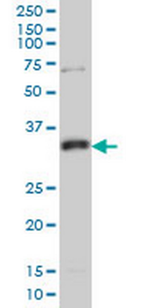 MPG Antibody in Western Blot (WB)