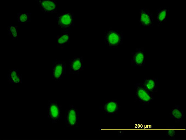 MPG Antibody in Immunocytochemistry (ICC/IF)