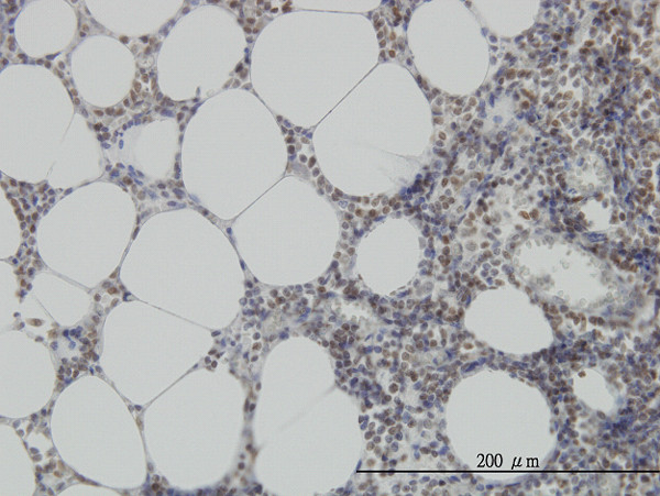 MPG Antibody in Immunohistochemistry (Paraffin) (IHC (P))