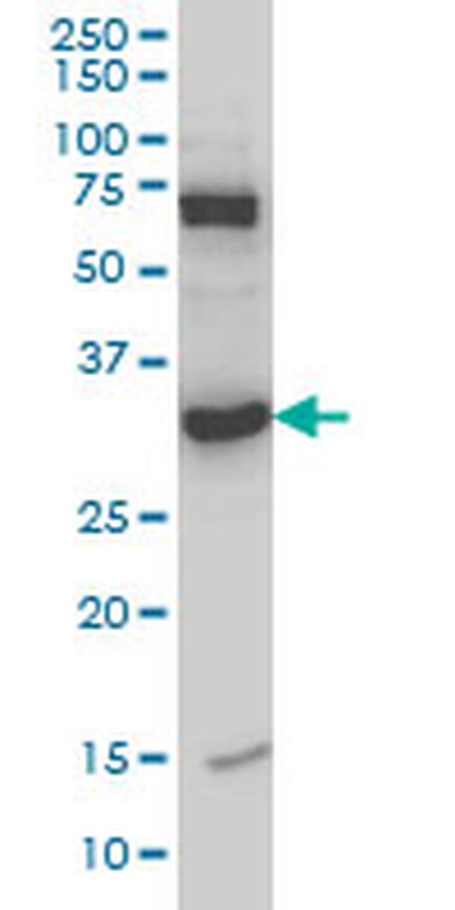 MPG Antibody in Western Blot (WB)