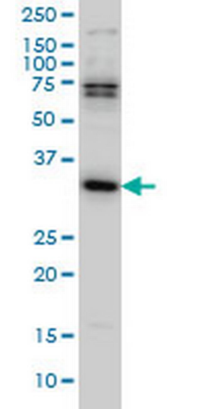 MPG Antibody in Western Blot (WB)