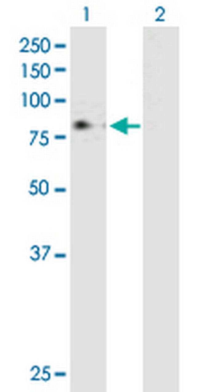 MPL Antibody in Western Blot (WB)