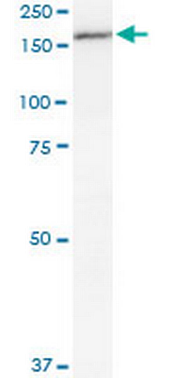 MPO Antibody in Western Blot (WB)