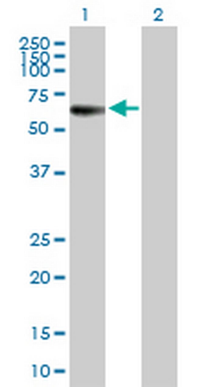 MPP1 Antibody in Western Blot (WB)