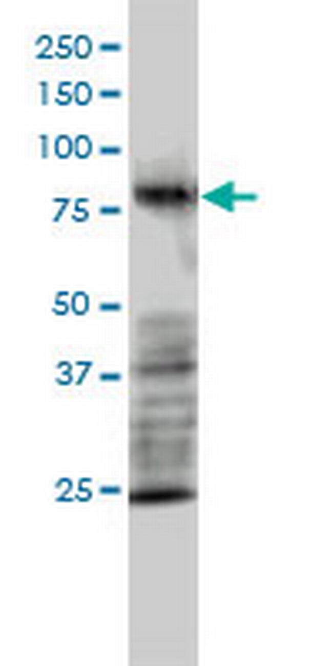 MRE11A Antibody in Western Blot (WB)