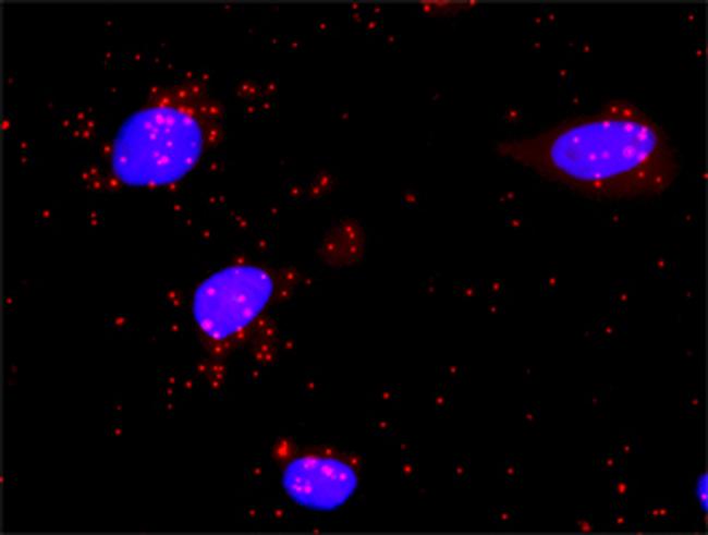 MSH2 Antibody in Proximity Ligation Assay (PLA) (PLA)