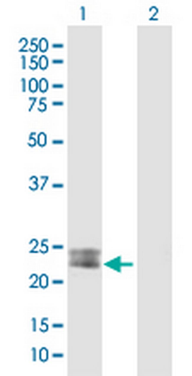 MSRA Antibody in Western Blot (WB)