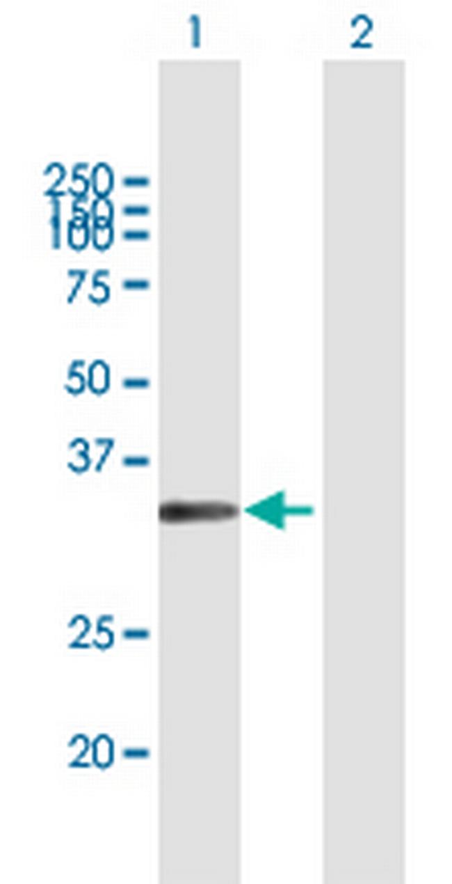 MSX1 Antibody in Western Blot (WB)