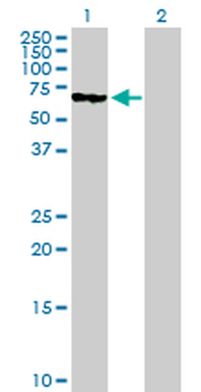 MUTYH Antibody in Western Blot (WB)