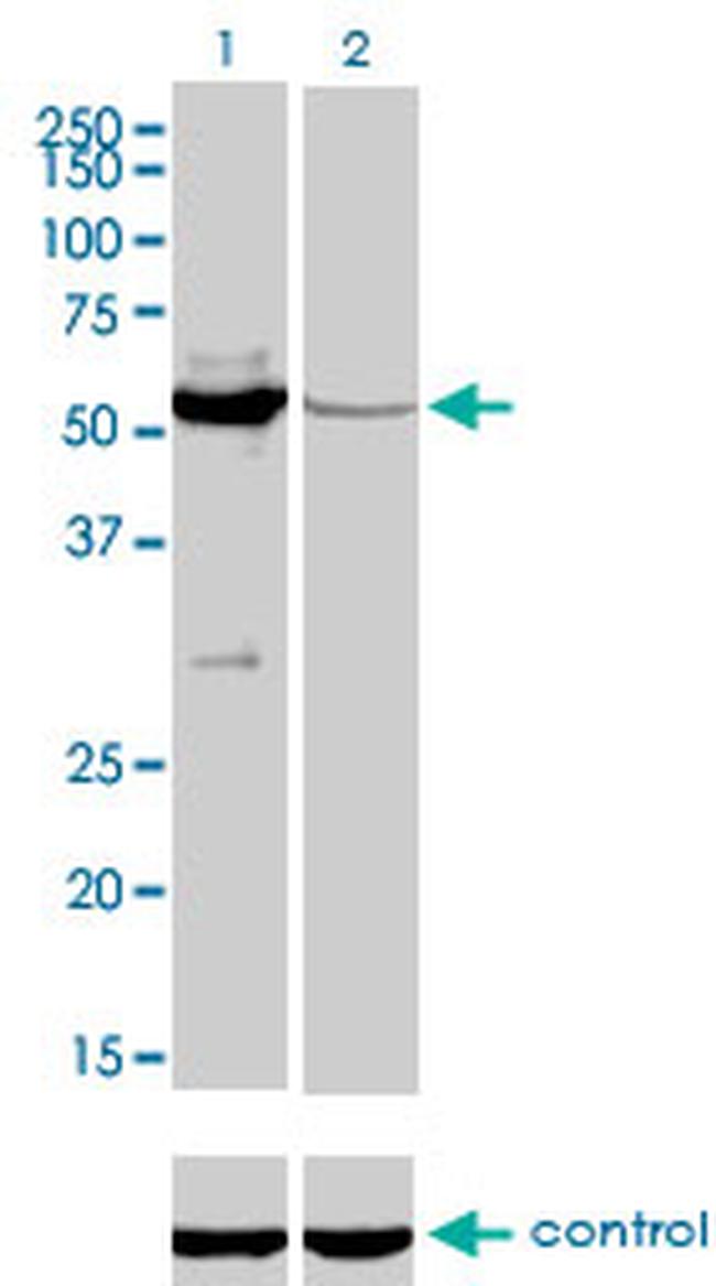 MUTYH Antibody in Western Blot (WB)