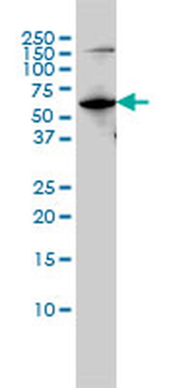 MUTYH Antibody in Western Blot (WB)