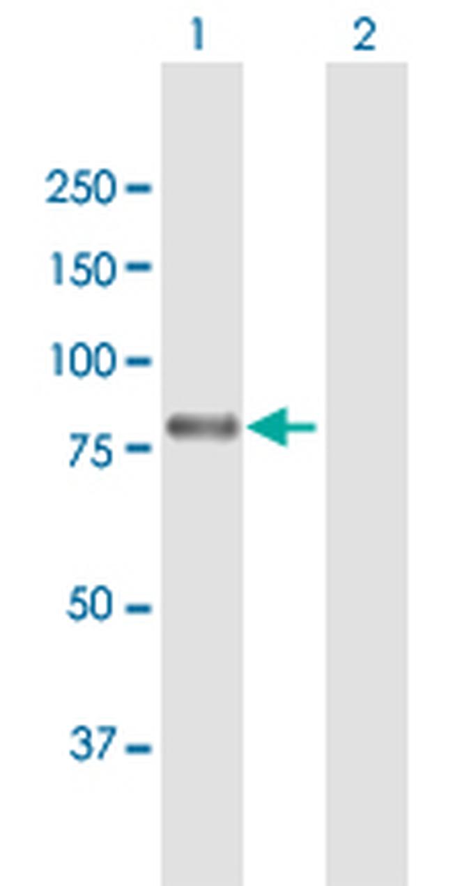 MYB Antibody in Western Blot (WB)