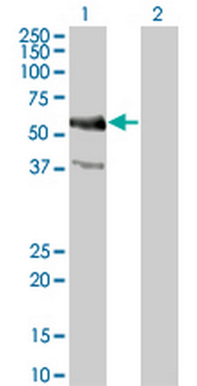 MYC Antibody in Western Blot (WB)