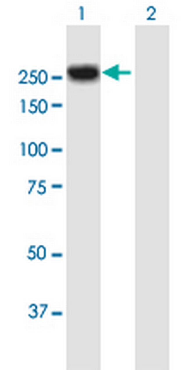 MYH4 Antibody in Western Blot (WB)