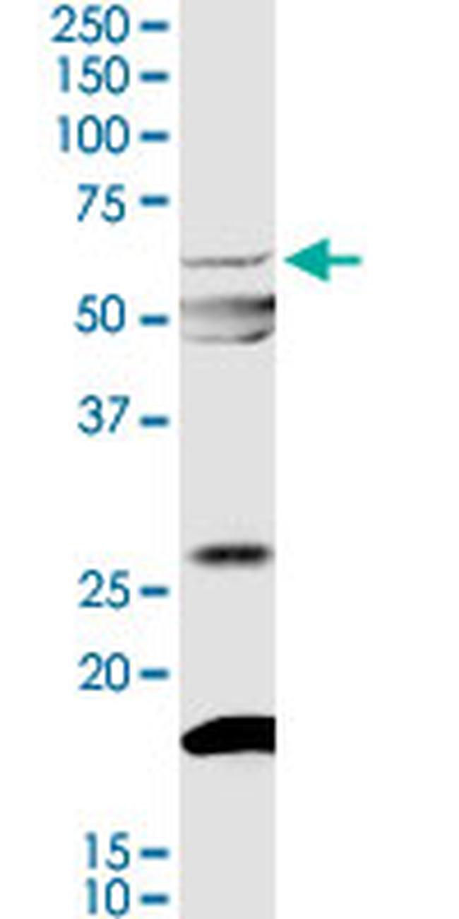 MYOC Antibody in Western Blot (WB)