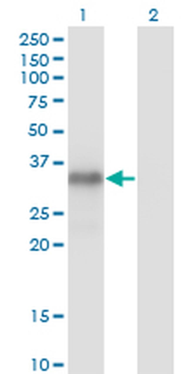 MYOG Antibody in Western Blot (WB)