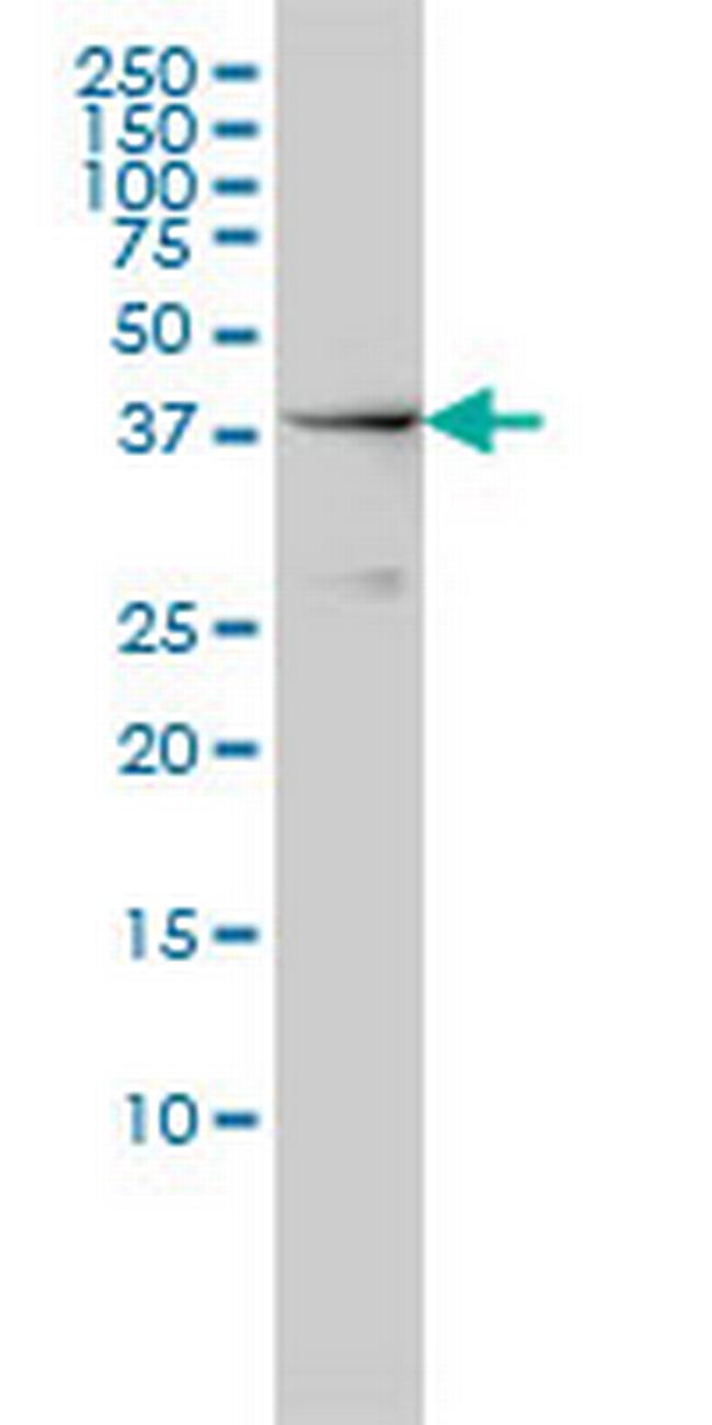 NCK1 Antibody in Western Blot (WB)