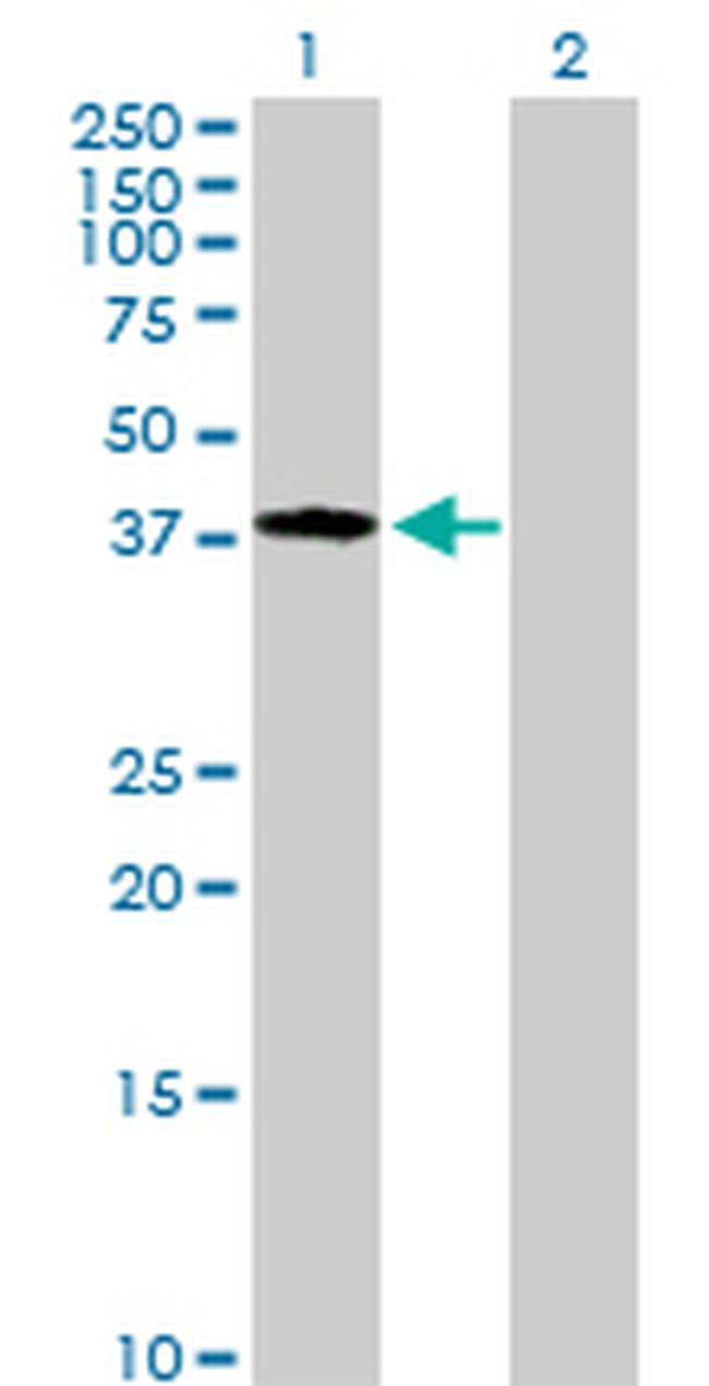 NDN Antibody in Western Blot (WB)