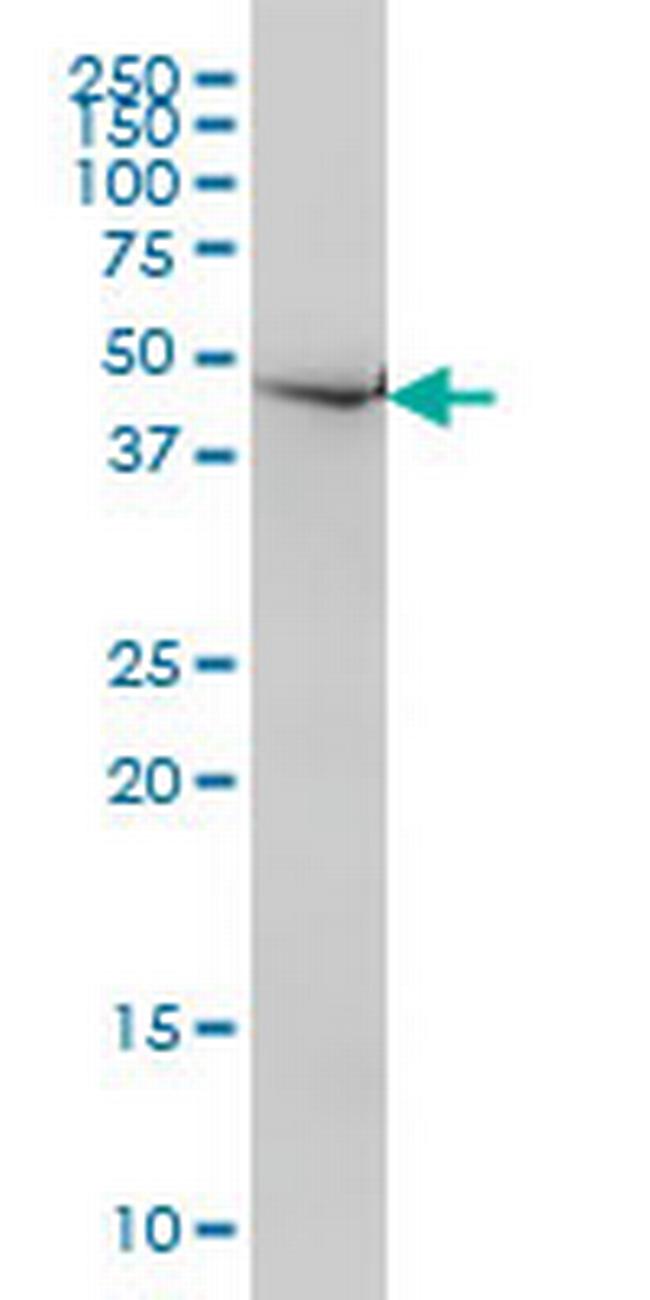 NDN Antibody in Western Blot (WB)