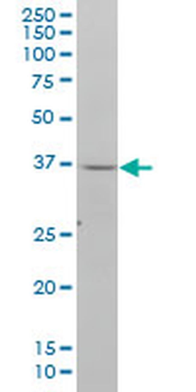 NDN Antibody in Western Blot (WB)